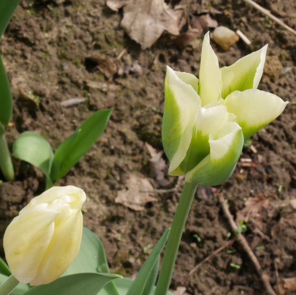 Evangelisch in Lippe -